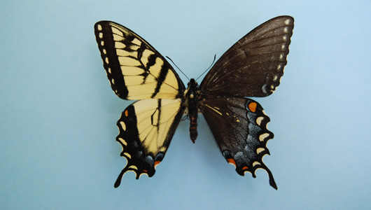 butterfly2 530