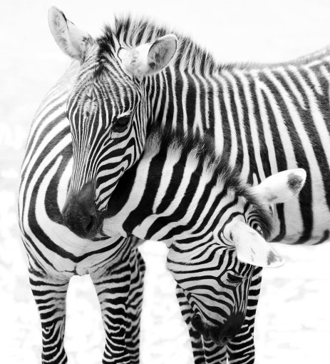 Bilder-Thread schwarz-weiss-Tierfotografie-purea-Zebra