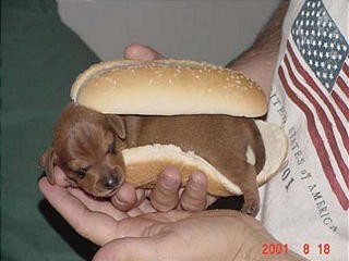 HOTDOG 