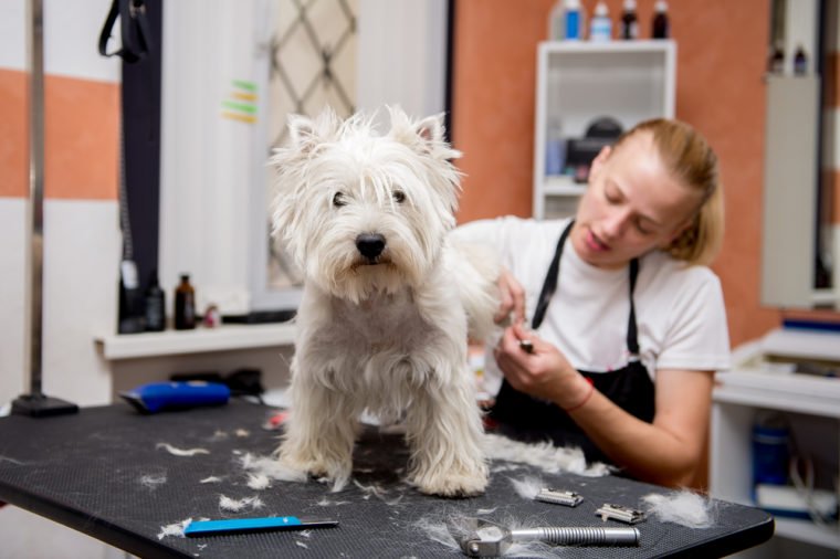 westie-with-groomer-760x506