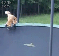 Foxes-trampoline-play