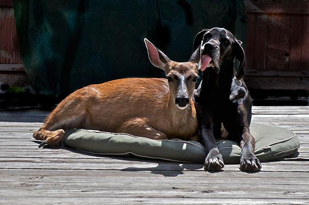 Bilder-Thread unusual-animal-friendship-14-1