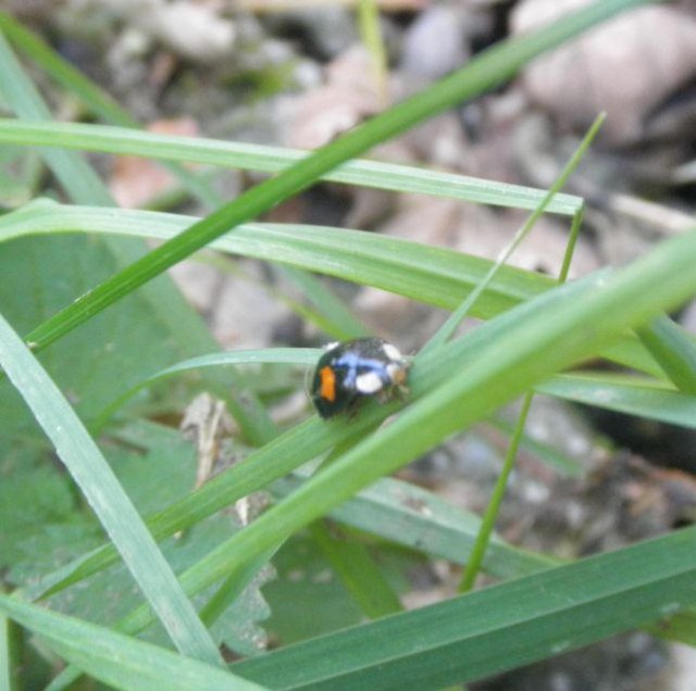 black-orange-ladybug