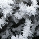 tree-frost-150x150