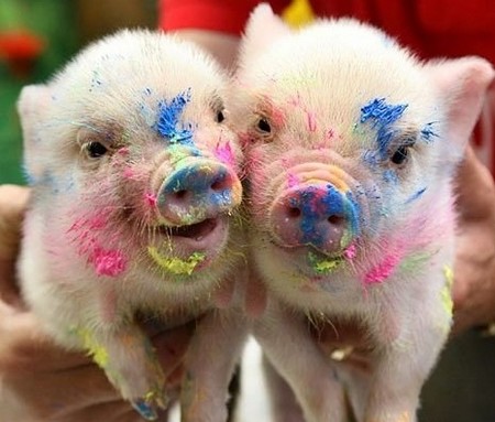rainbow baby pigs2