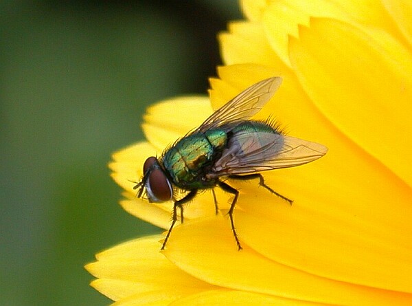 fliege auf ringelblume 1202a