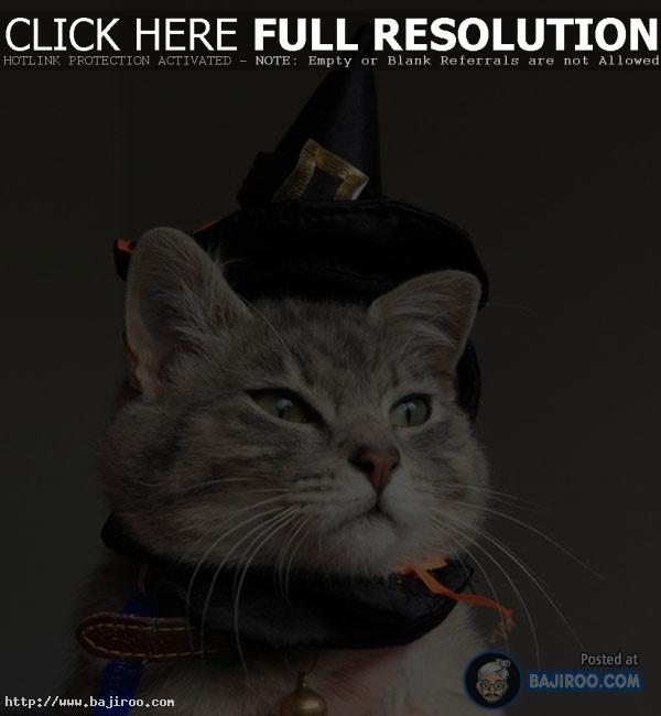 Cats-in-Hats-Caps-funny-pets-kitten-imag