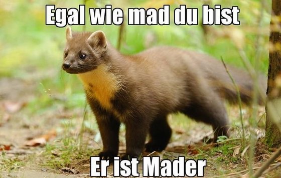 egal-wie-mad-du-bist--er-ist-mader