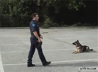 1424194480 police dog gets in police car
