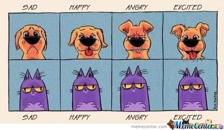 Bilder-Thread dogs-vs-cats o 215823