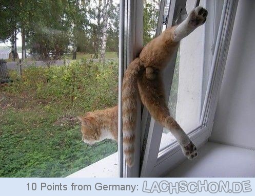 75130 window cat