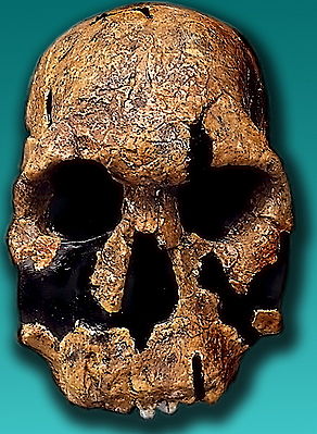 292px-Homo rudolfensis-KNM ER 1470