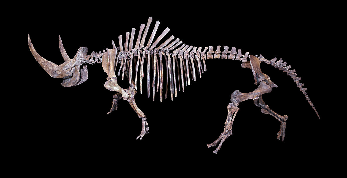 1200px-Coelodonta antiquitatis