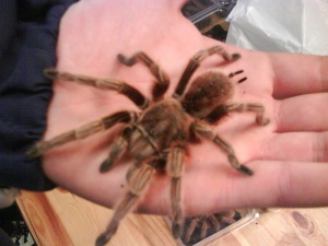 300px-Grammostola Rosea