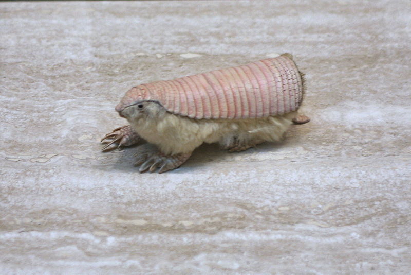 800px Pink Fairy Armadillo 28Chlamyphoru