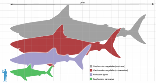 109869 Megalodon scale1