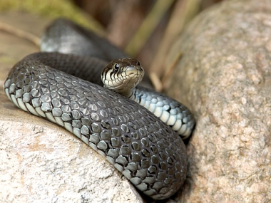 1781 schatzkiste natur ringelnatter oeko