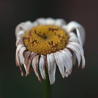 117467-stock-photo-natur-weiss-blume-pfl