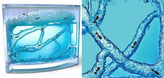 Bilder-Thread ant house