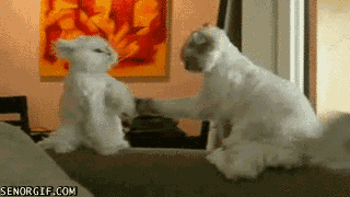 Bilder-Thread tel9Egv funny-gifs-karate-cats
