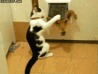 funny-gifs-cat-evicts-dog