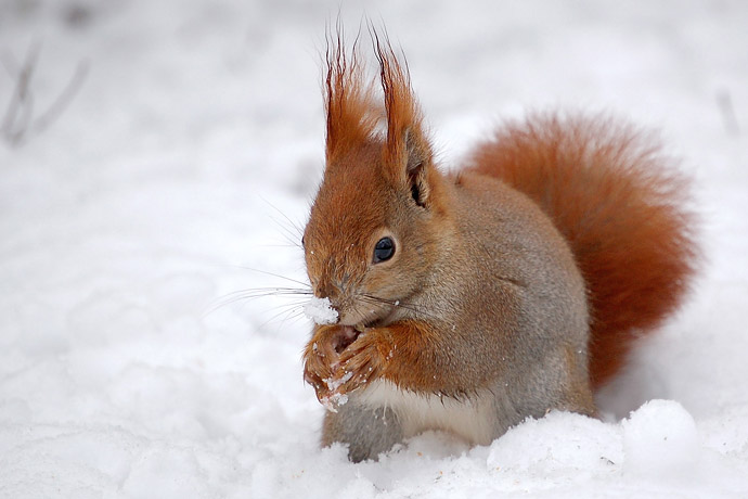 eichhoernchen im schnee