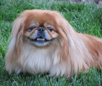 PekingeseSissiePrincess11YearsOld1