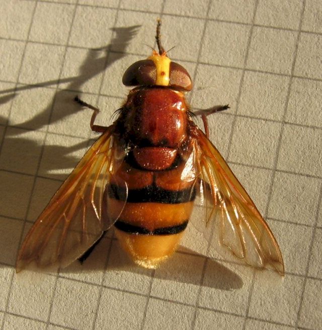 hornissen schwebfliege1