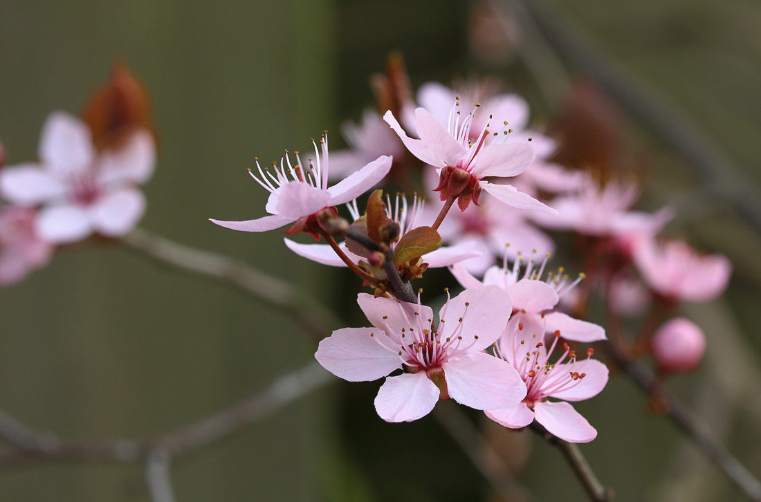 blossom by kb fotografie-d62mozf