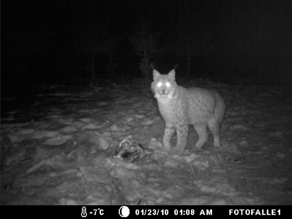 Abb-luchs-nachts-fotofalle-sw