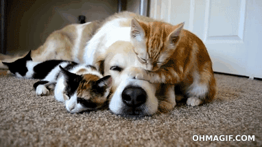 td9cf24 1427727986 katzen hund kuscheln
