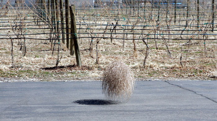 tumbleweed