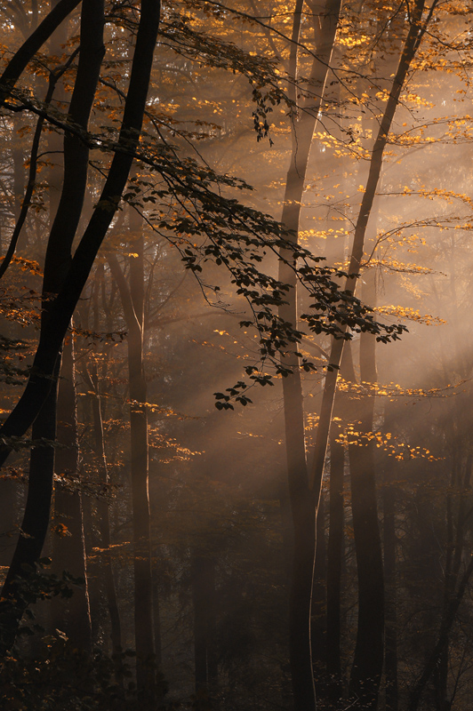 Bilder-Thread herbstwaldmorgen-6dc452d4-b424-44da-8f52