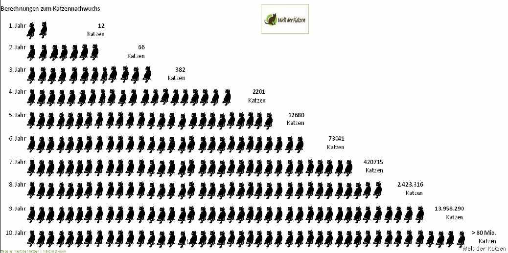 wdk-katzennachwuchs1 1038