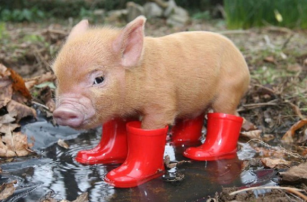 schweine wetter