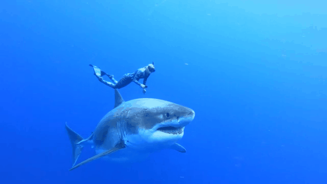 ctm-0118-great-white-shark-deep-blue-gif