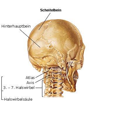 Med kn schaedel h 1