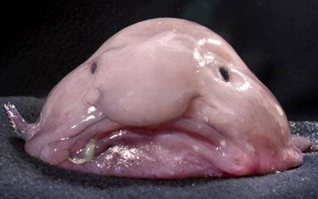 blobfish 1565953c