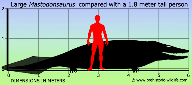 mastodonsaurus-size