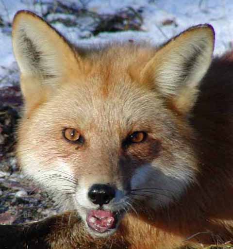 red fox 1