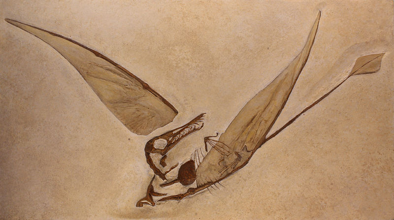 800px Rhamphorhynchus munsteri