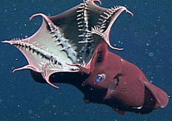 vampyroteuthis-infernalis-umbrella