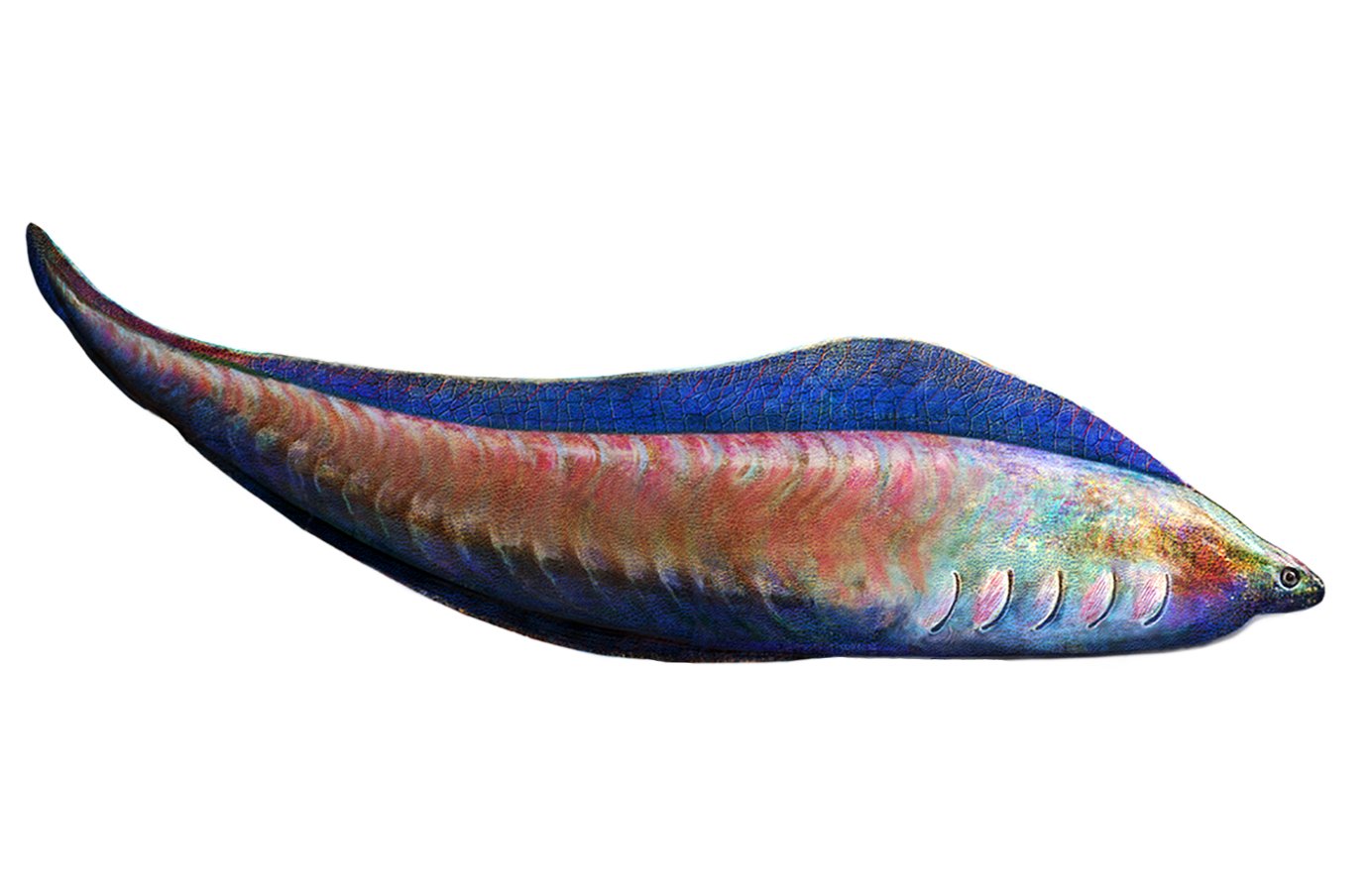 Myllokunmingia reconstruction