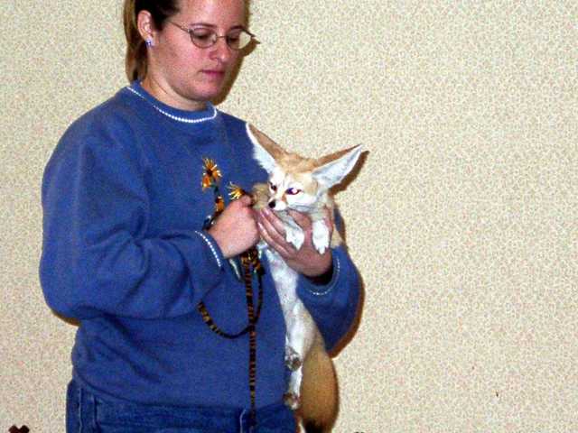 Yoda the Fennec 10.sized