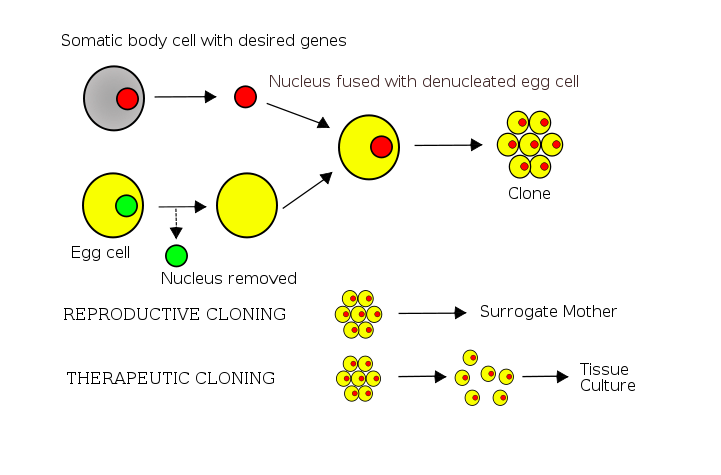 721px-Cloning diagram english.svg