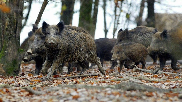 wildschweine rotte tiere 100 v img 16 9 