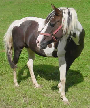 pferd sw2