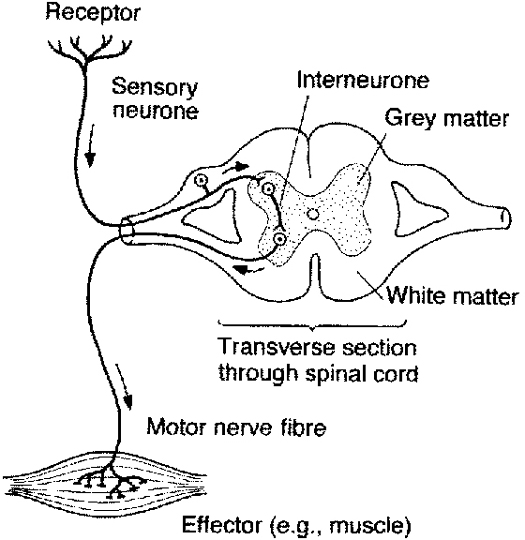 0199210896.reflex-arc.1