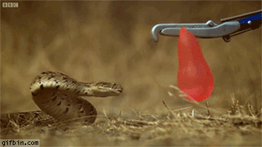 1404926674 snake attacking a water ballo