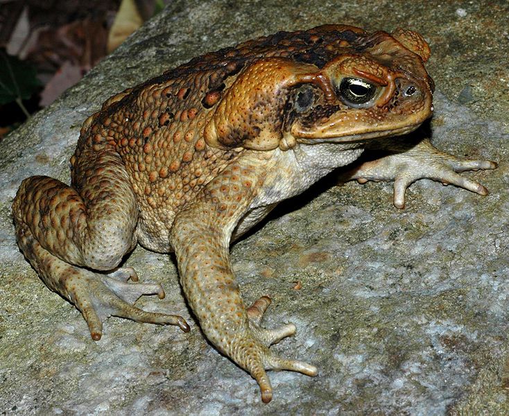 734px Bufo marinus from Australia